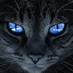 Alex Cat